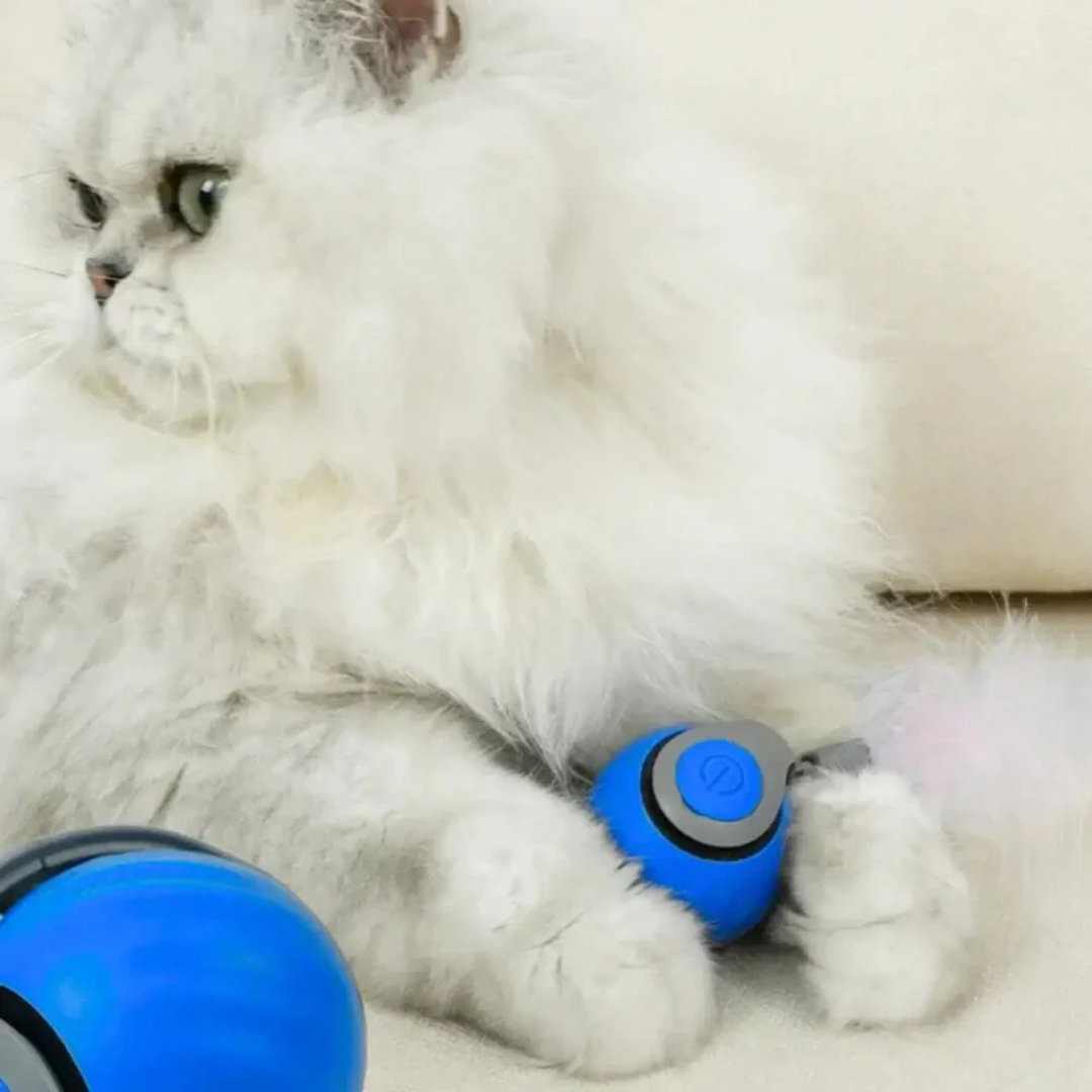 Speedy Tail 2.0 - Didélia™
